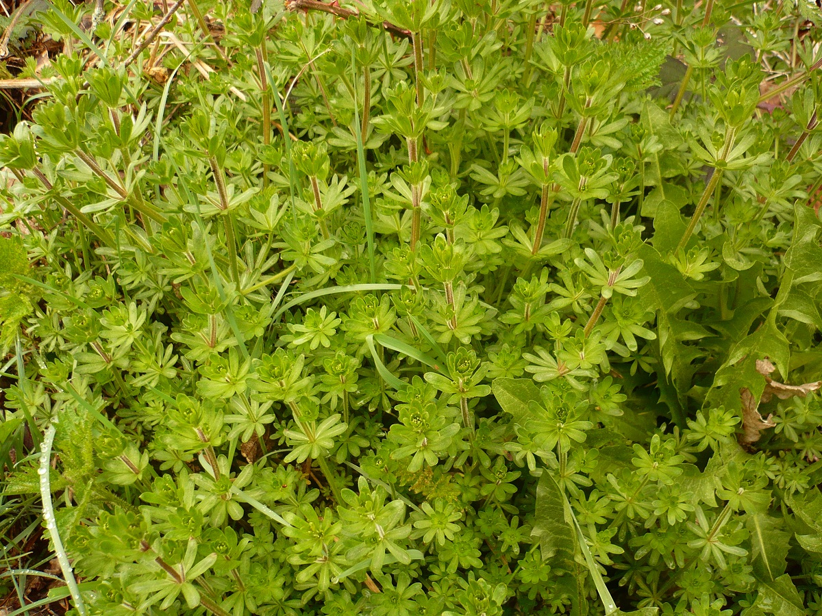 Galium mollugo (Rubiaceae)